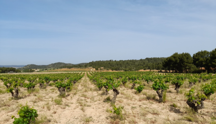 finca rústica en requena