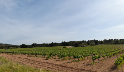 finca rústica en requena