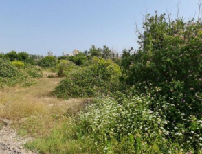 finca rústica en tavernes de la valldigna