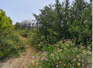 finca rústica en tavernes de la valldigna