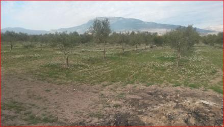 finca rústica en penaguila