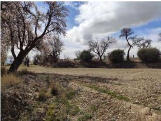 finca rústica en huescar