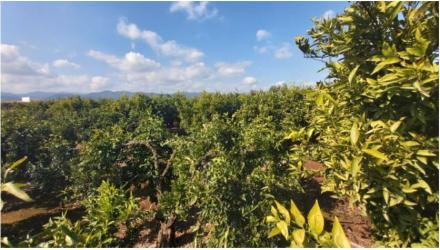 finca rústica en onda