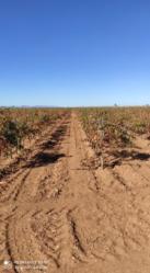finca rústica en alcazar de san juan