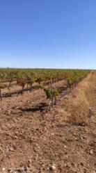 finca rústica en alcazar de san juan