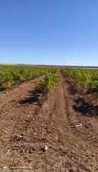 finca rústica en alcazar de san juan