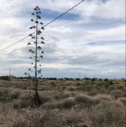 finca rústica en elx/elche