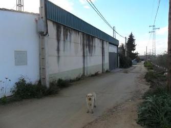 finca rústica en lucena