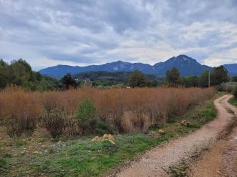 finca rústica en simat de la valldigna